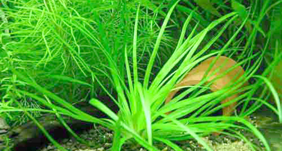 Eriocaulon sp. 'Goias' 5