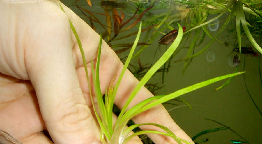 Eriocaulon sp. 'Goias' 6