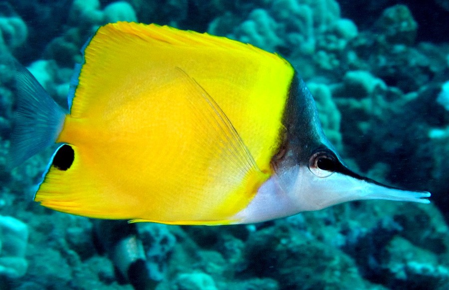 Pez Mariposa Amarillo
