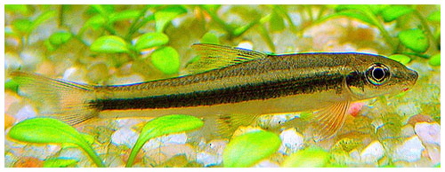 Chupa Algas “Garra”