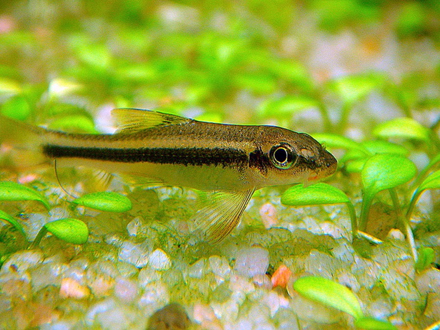 Garra Cambodgiensis 2