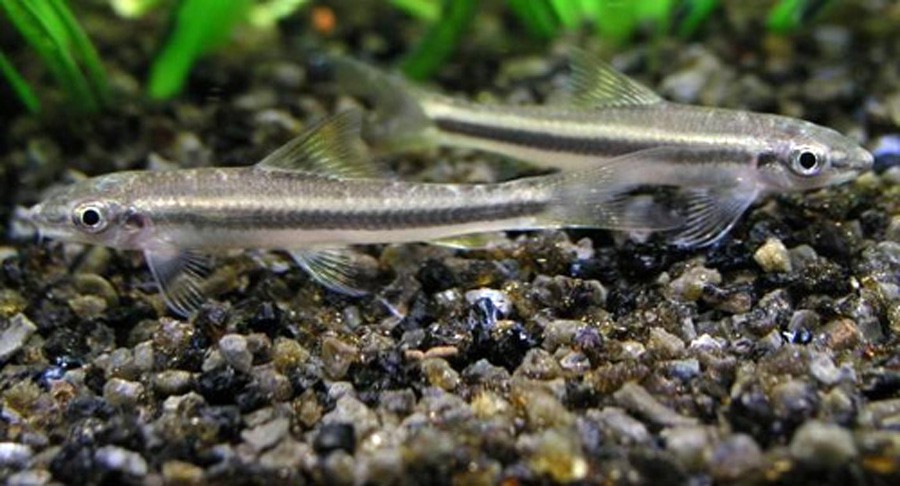 Garra Cambodgiensis 3