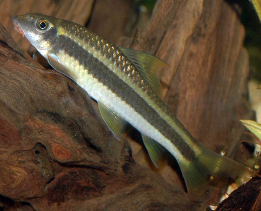 Garra Cambodgiensis 4