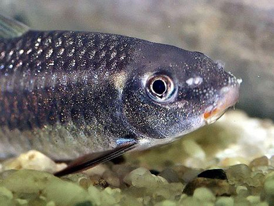 Garra Cambodgiensis 5