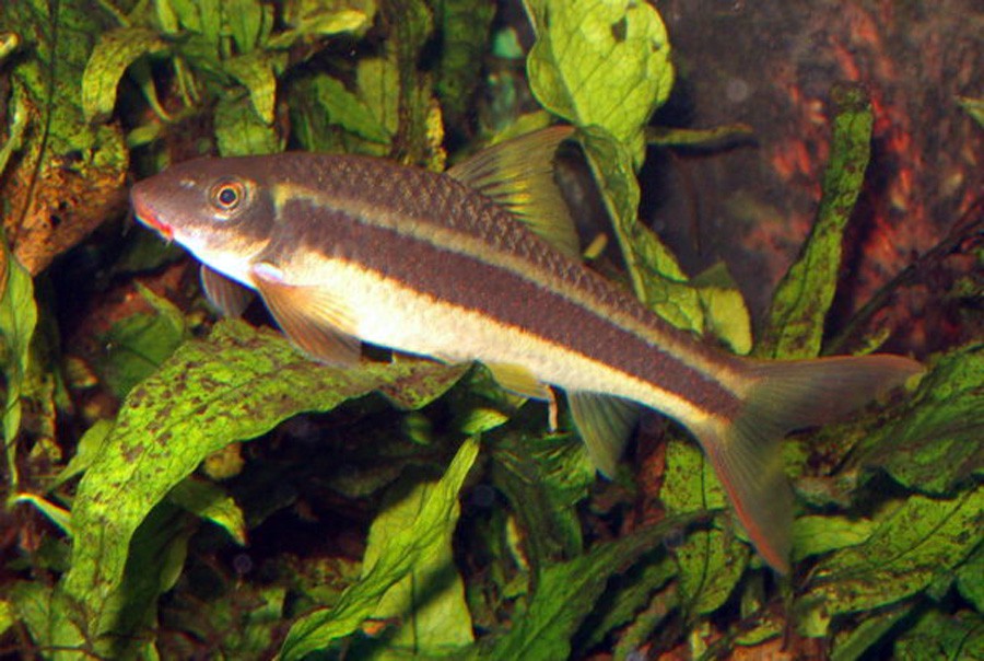 Garra Cambodgiensis 6