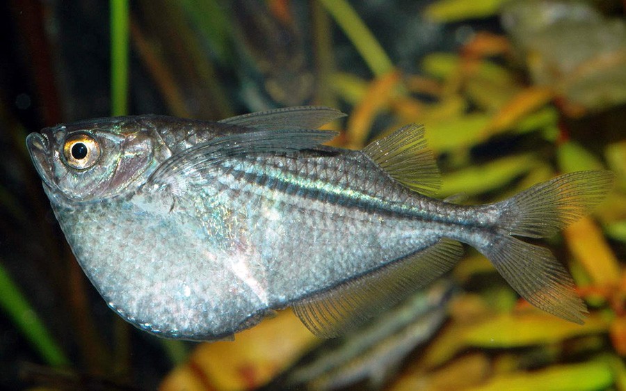 Gasteropelecus Sternicla 2