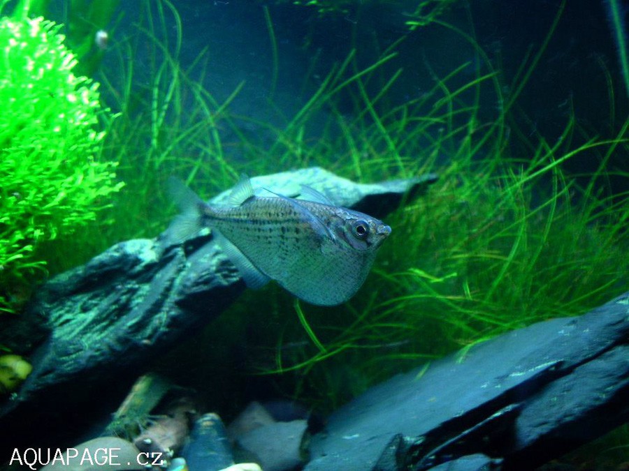 Gasteropelecus Sternicla 3