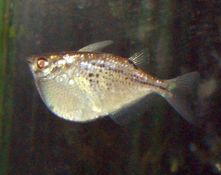 Gasteropelecus Sternicla 4