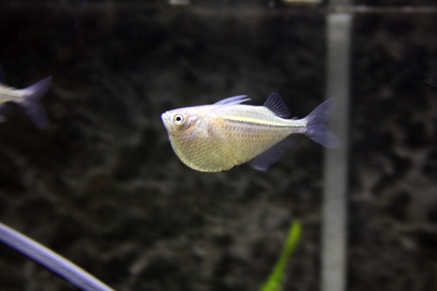 Gasteropelecus Sternicla 5