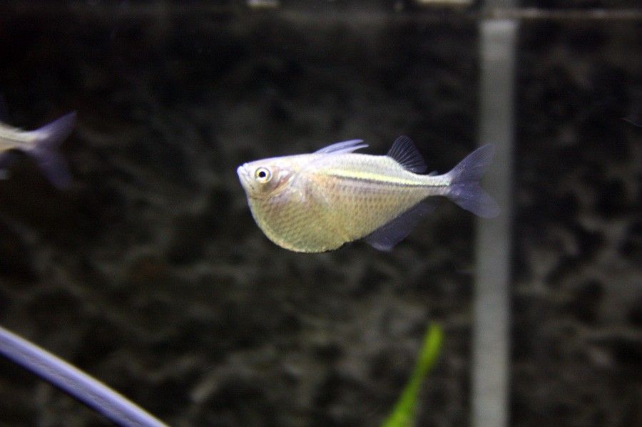 Gasteropelecus Sternicla 5