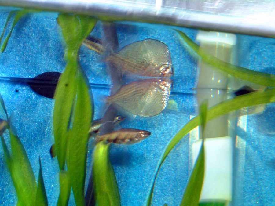 Gasteropelecus Sternicla 6
