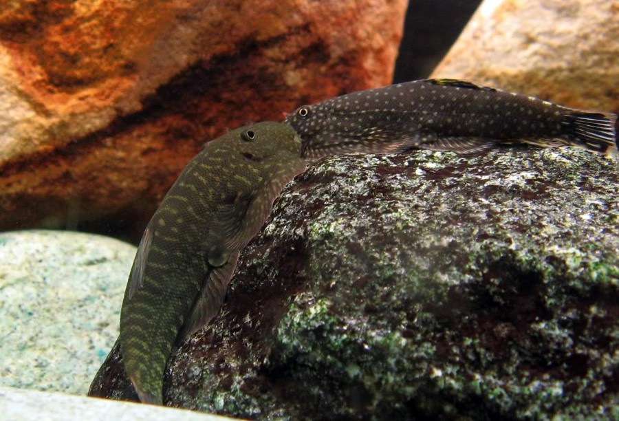Gastromyzon Punctulatus 2