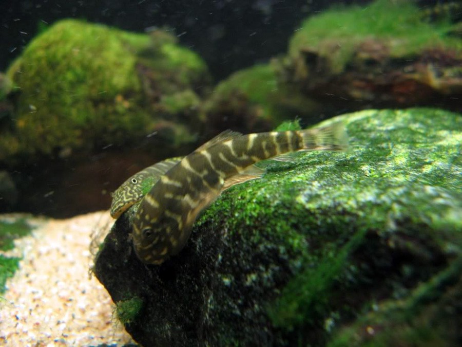 Gastromyzon Punctulatus 3