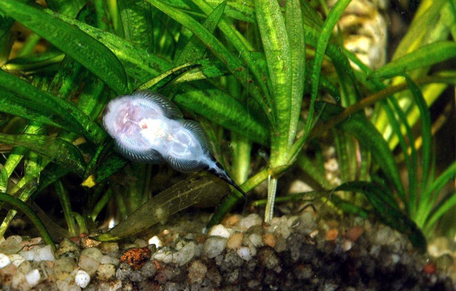 Gastromyzon Punctulatus 4