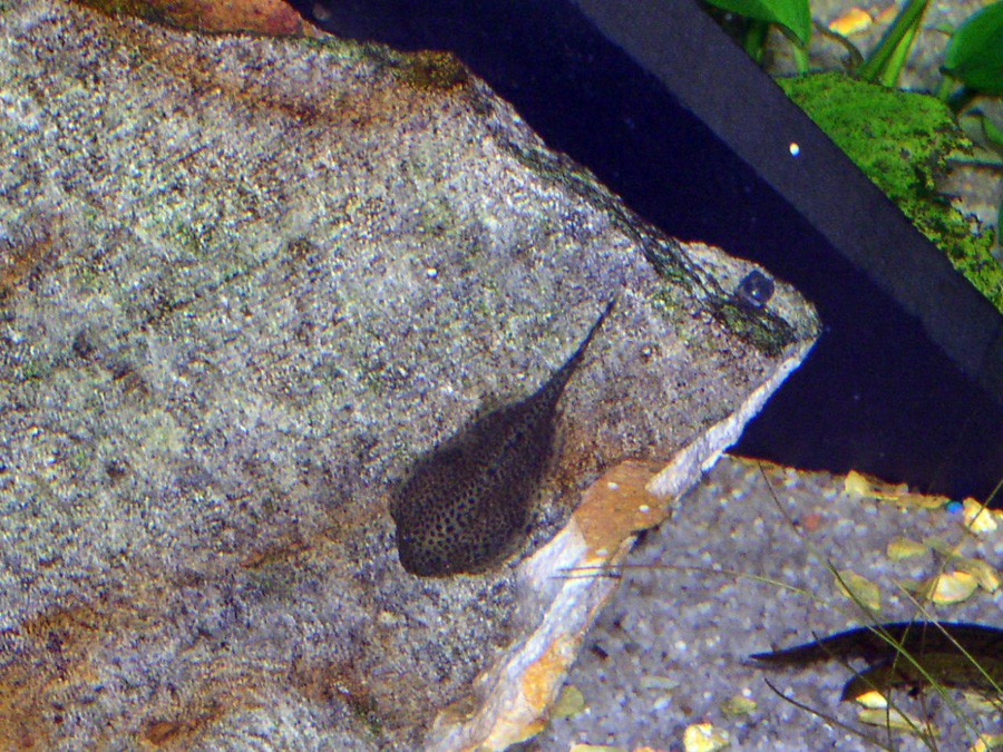 Gastromyzon Punctulatus 5