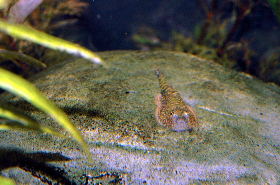 Gastromyzon Punctulatus 6