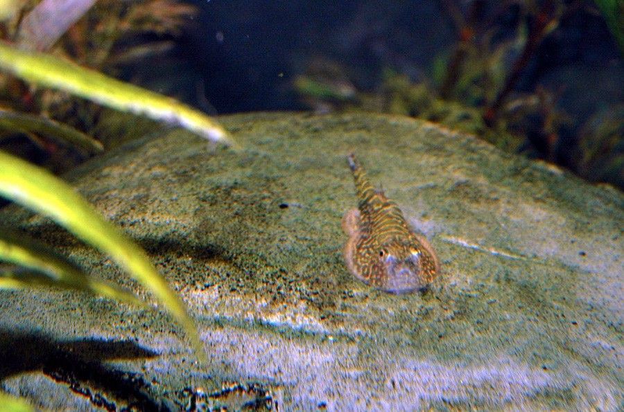 Gastromyzon Punctulatus 6
