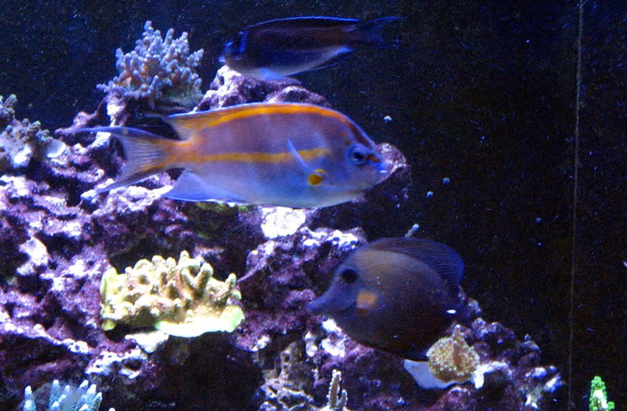 Genicanthus Bellus 3