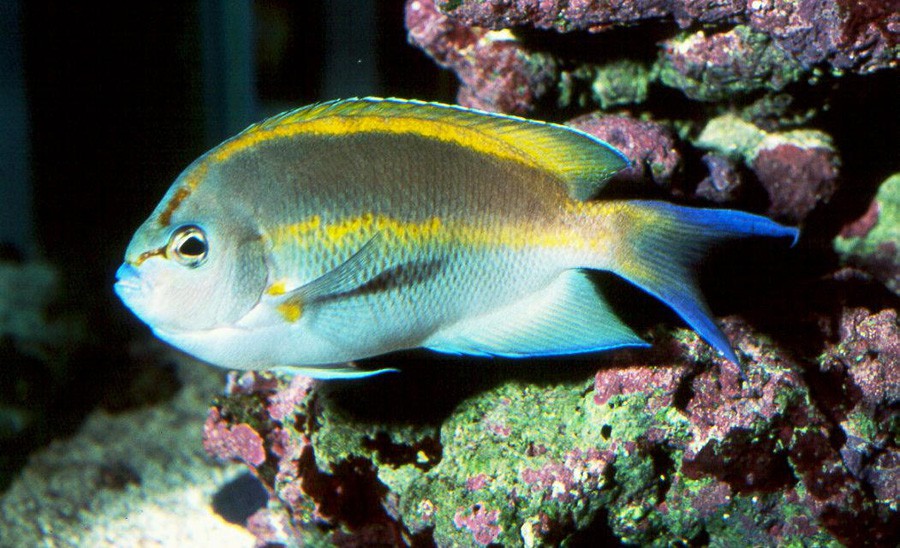 Genicanthus Bellus 4