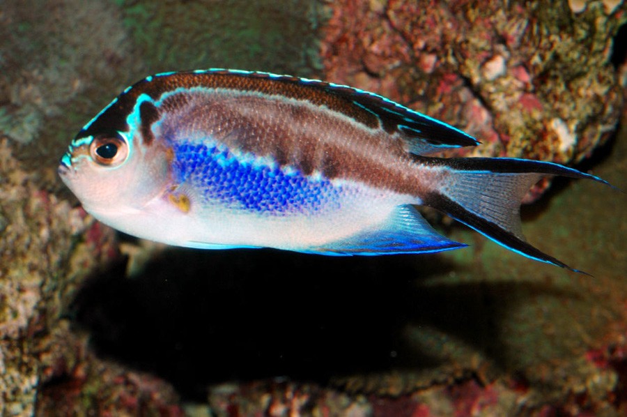 Genicanthus Bellus 5