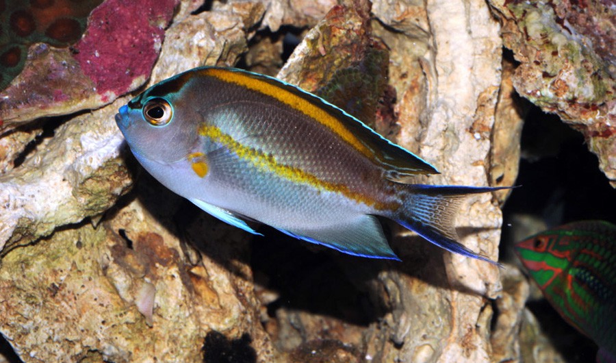 Genicanthus Bellus 6