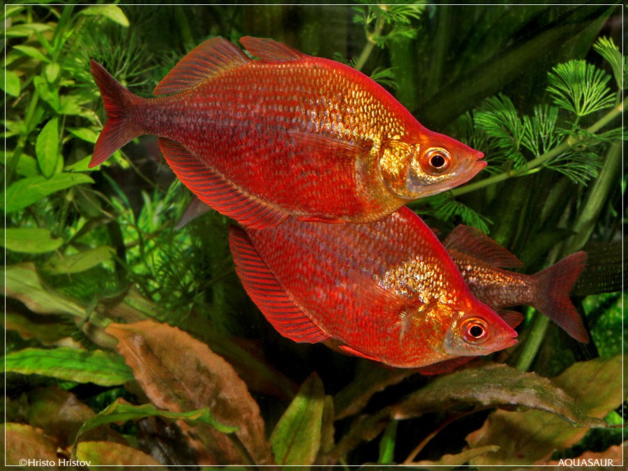 Arco Iris Rojo