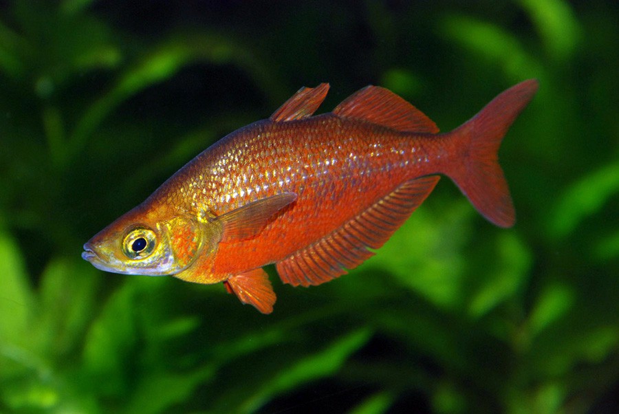 Glossolepis Incisus 2