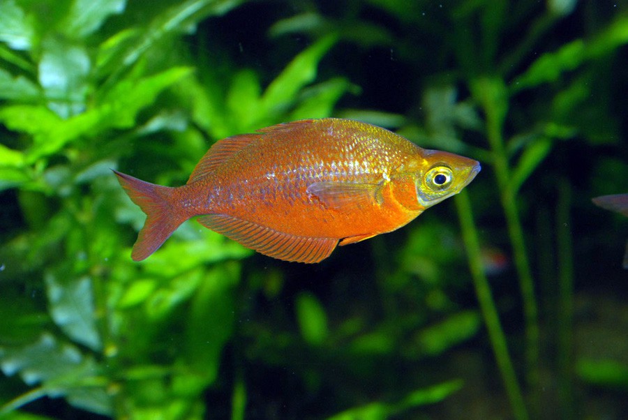 Glossolepis Incisus 3