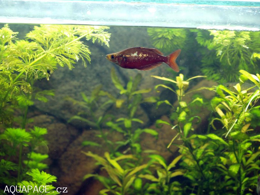 Glossolepis Incisus 6
