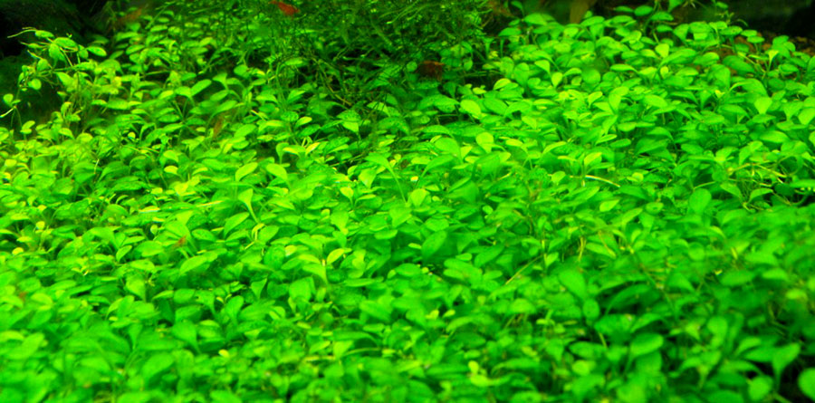 Glossostigma Elatinoides 2