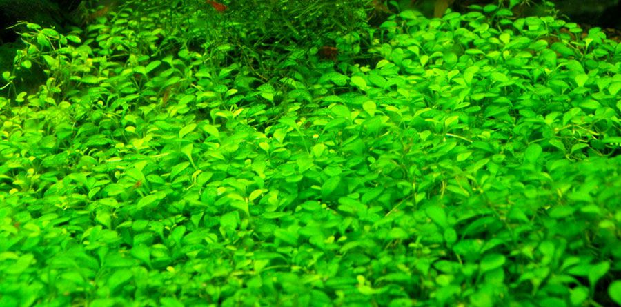 Glossostigma Elatinoides 2