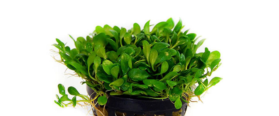 Glossostigma Elatinoides 3