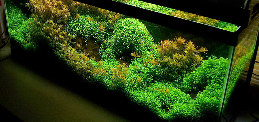 Glossostigma Elatinoides 4
