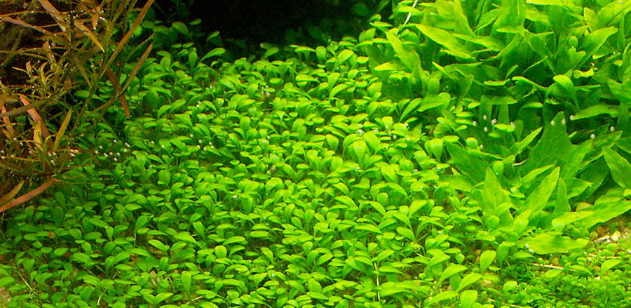 Glossostigma Elatinoides 5