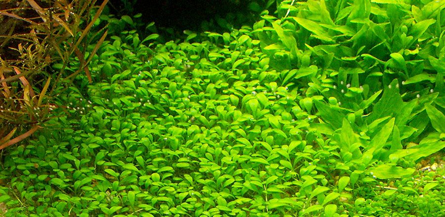Glossostigma Elatinoides 5