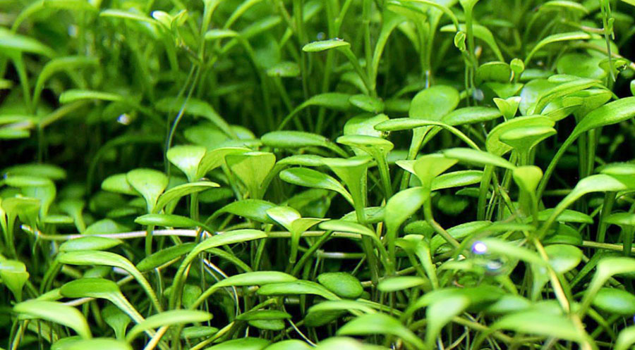 Glossostigma Elatinoides 6