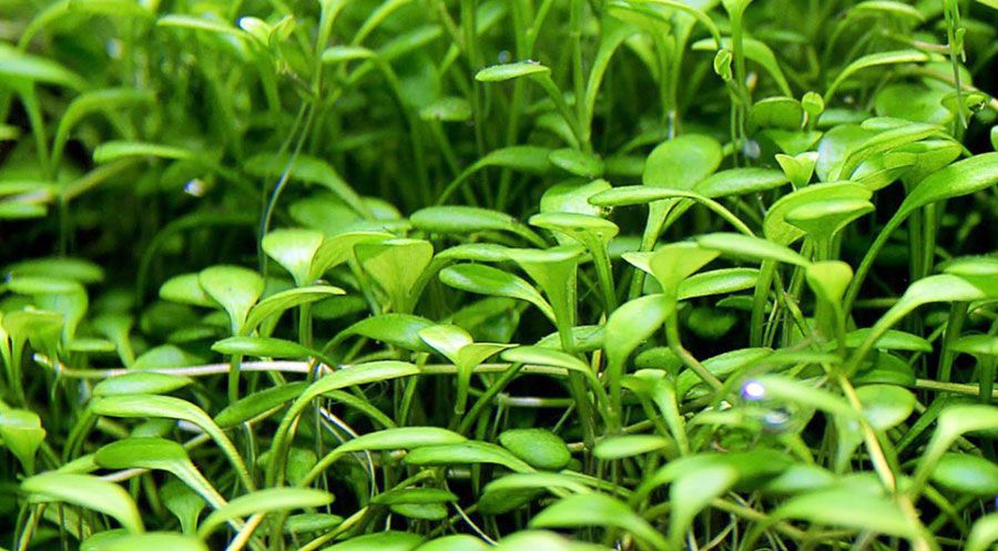 Glossostigma Elatinoides 6