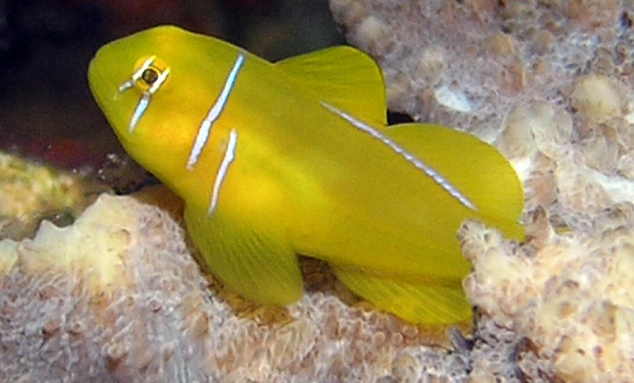 Gobio Amarillo Venenoso