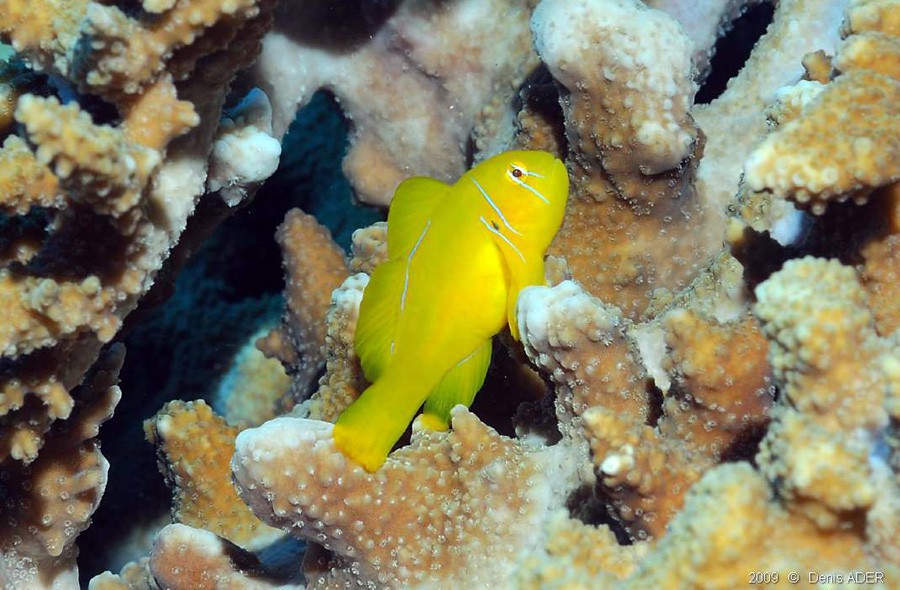 Gobiodon Citrinus 2