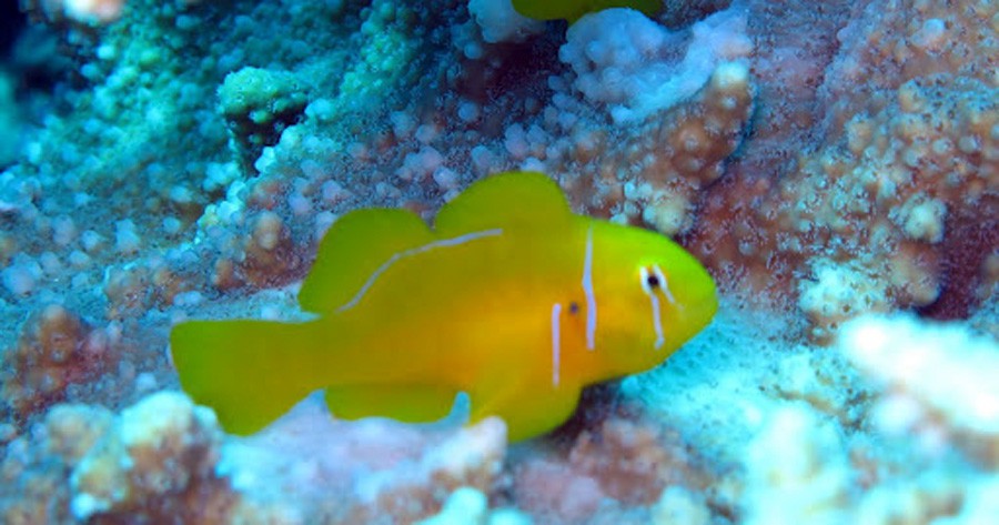 Gobiodon Citrinus 3