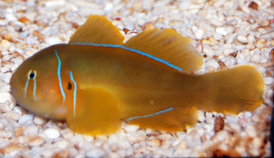 Gobiodon Citrinus 4