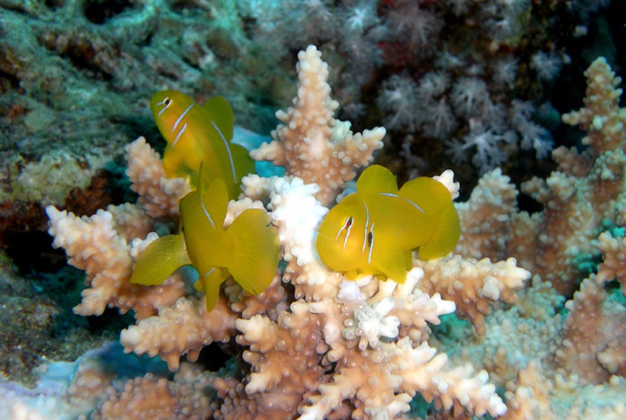 Gobiodon Citrinus 5