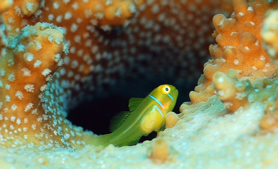 Gobiodon Citrinus 6