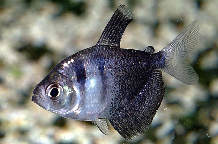 Monjita
