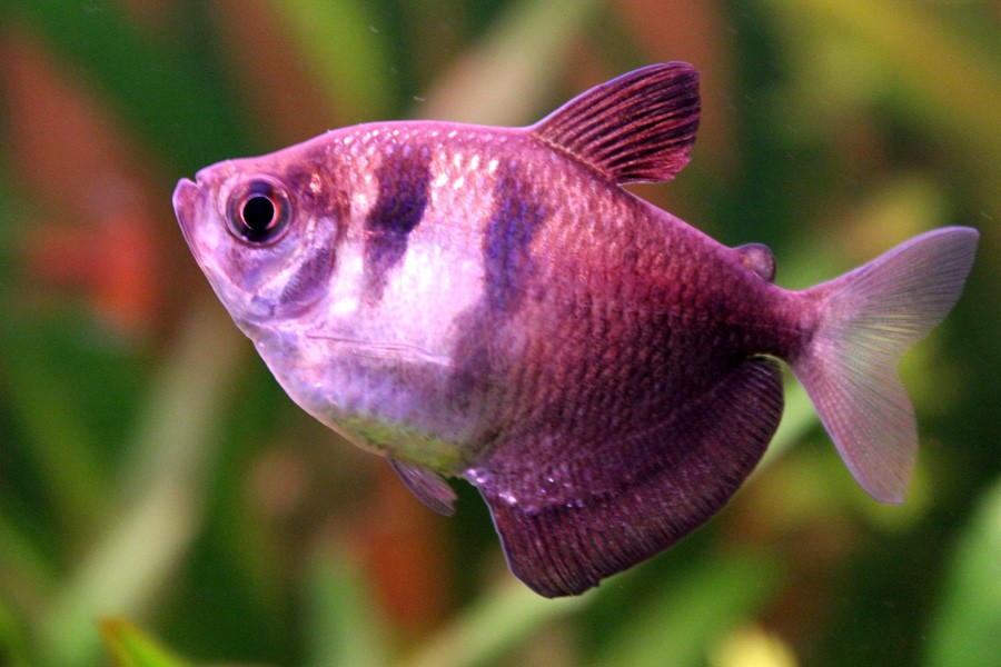 Gymnocorymbus Ternetzi 2