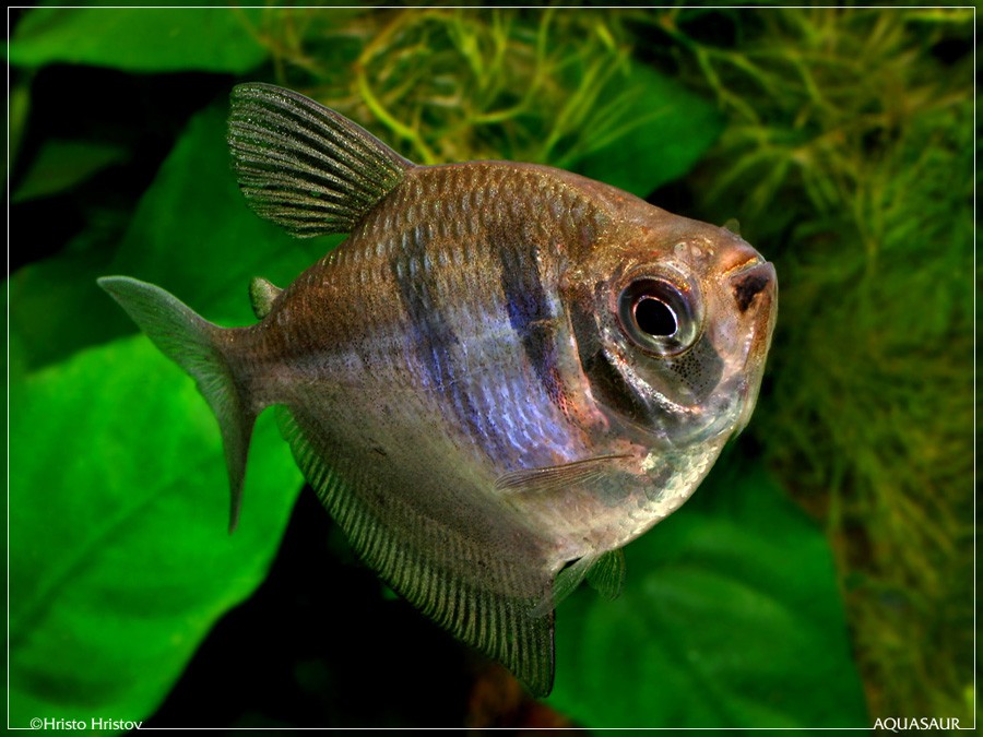 Gymnocorymbus Ternetzi 3