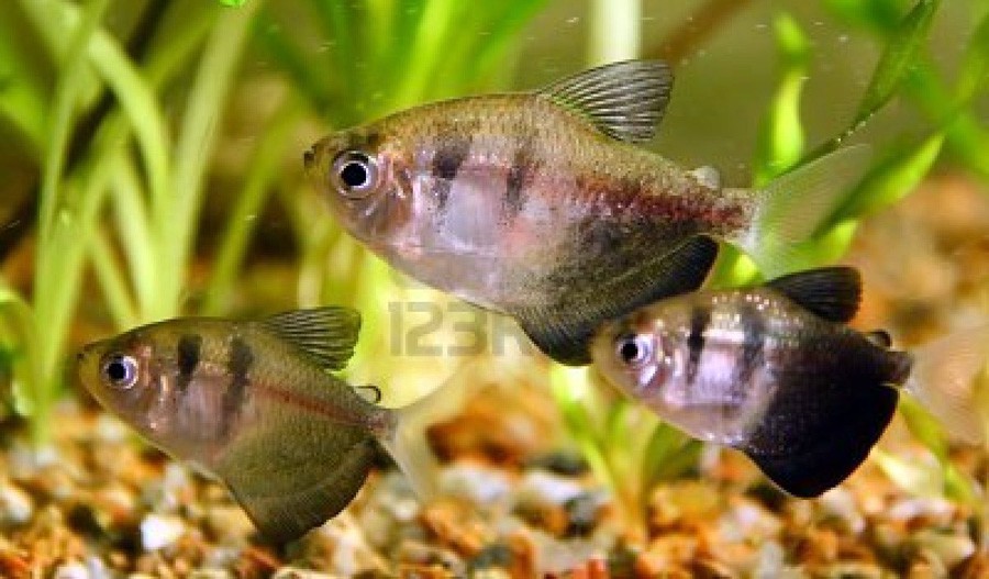 Gymnocorymbus Ternetzi 4