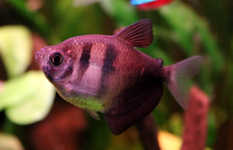 Gymnocorymbus Ternetzi 5