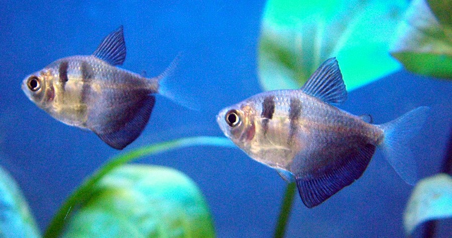Gymnocorymbus Ternetzi 6