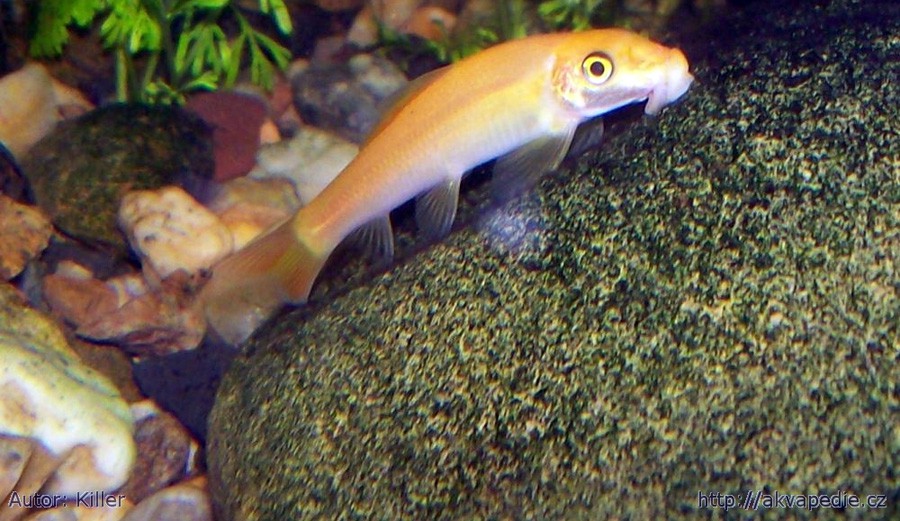 Chupa Algas